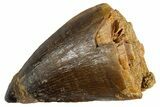 Fossil Mosasaur (Thalassotitan) Tooth - Morocco #345100-1